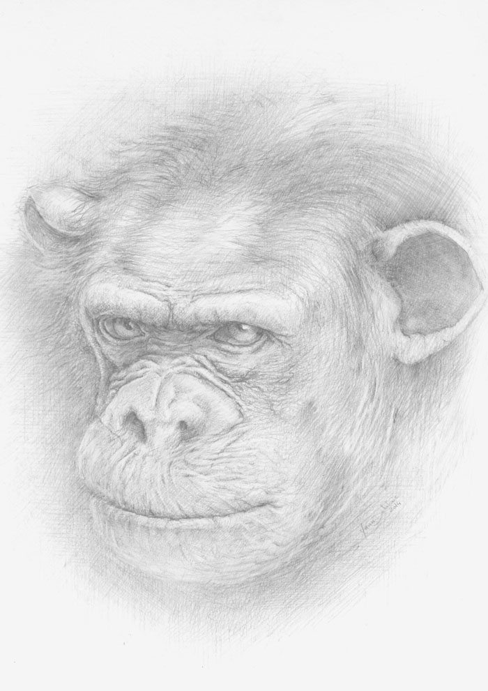 Chimpanze_Dessin_Crayon